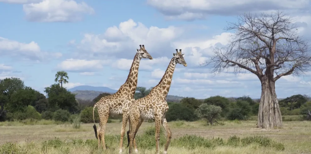 Mikumi -National- Park -Day- Trip