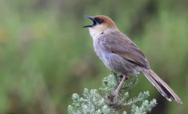 Kilombero- Valley -Birdwatching- Day -Trip