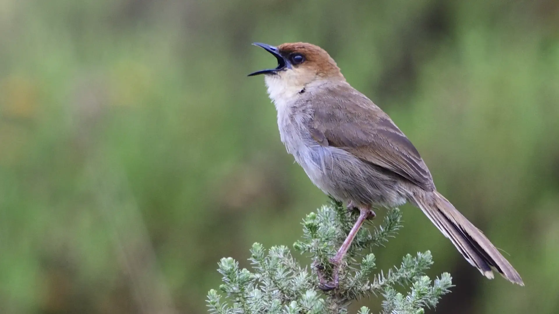 Kilombero- Valley -Birdwatching- Day -Trip