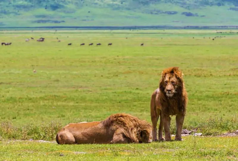 Ngorongoro -Conservation -Area