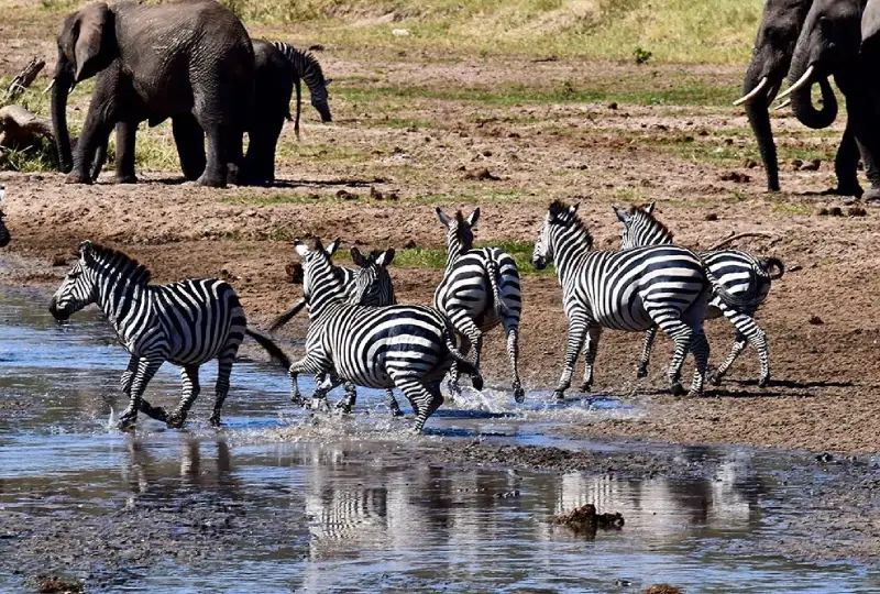 Tarangire National Park