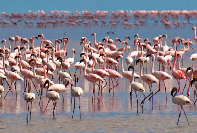Lake- Manyara -National -Park