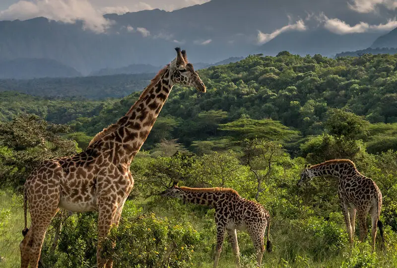 Arusha- National -Park