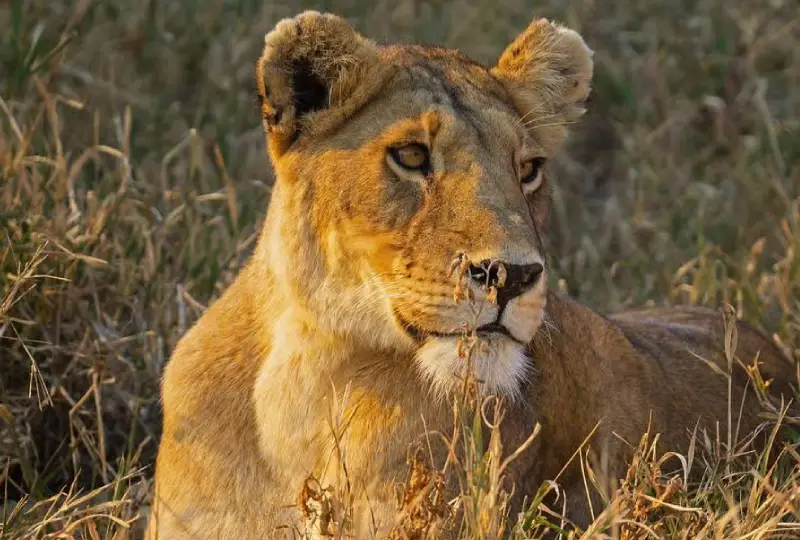 Nyerere -National -Park