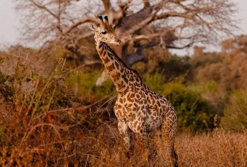 Ruaha -National -Park