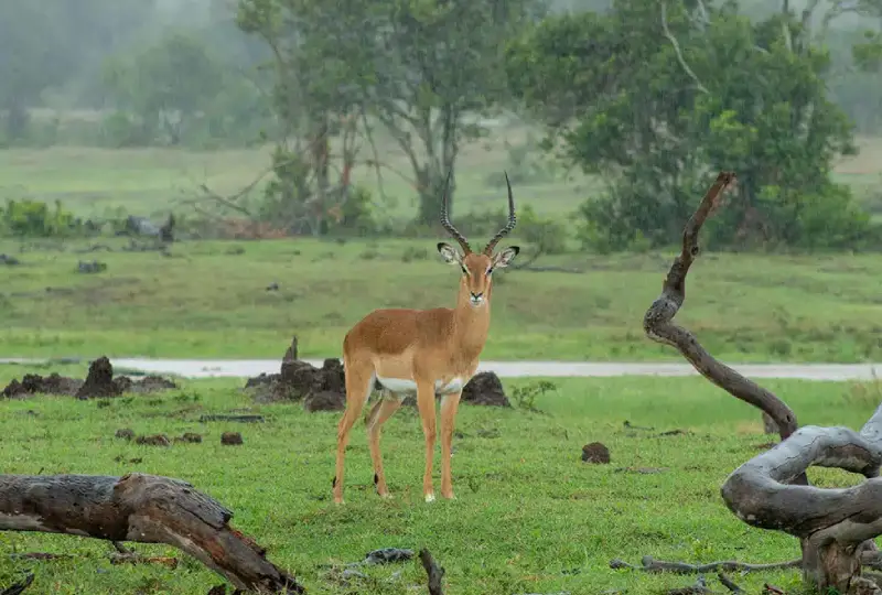 Katavi -National- Park