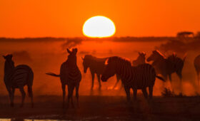 Stargazing Safaris: Combining Wildlife and Astronomy