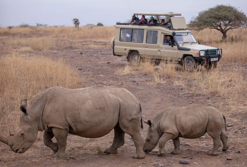 Vegan Adventure Bucket List: Kilimanjaro + Serengeti Safari