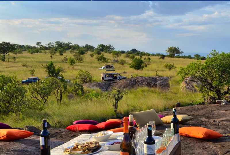 Vegan Safaris in Tanzania: Wildlife Adventures Without Compromise