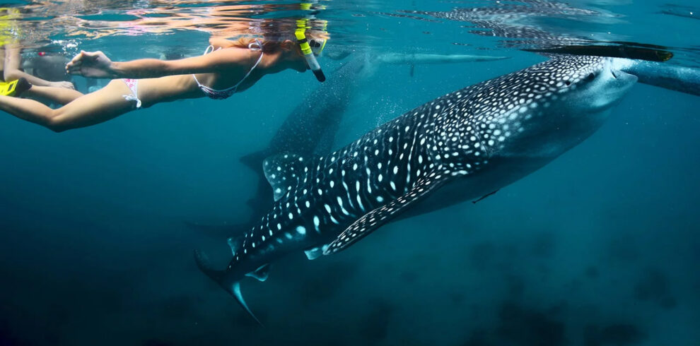 Whale Shark Swimming & Snorkeling in Mafia Island