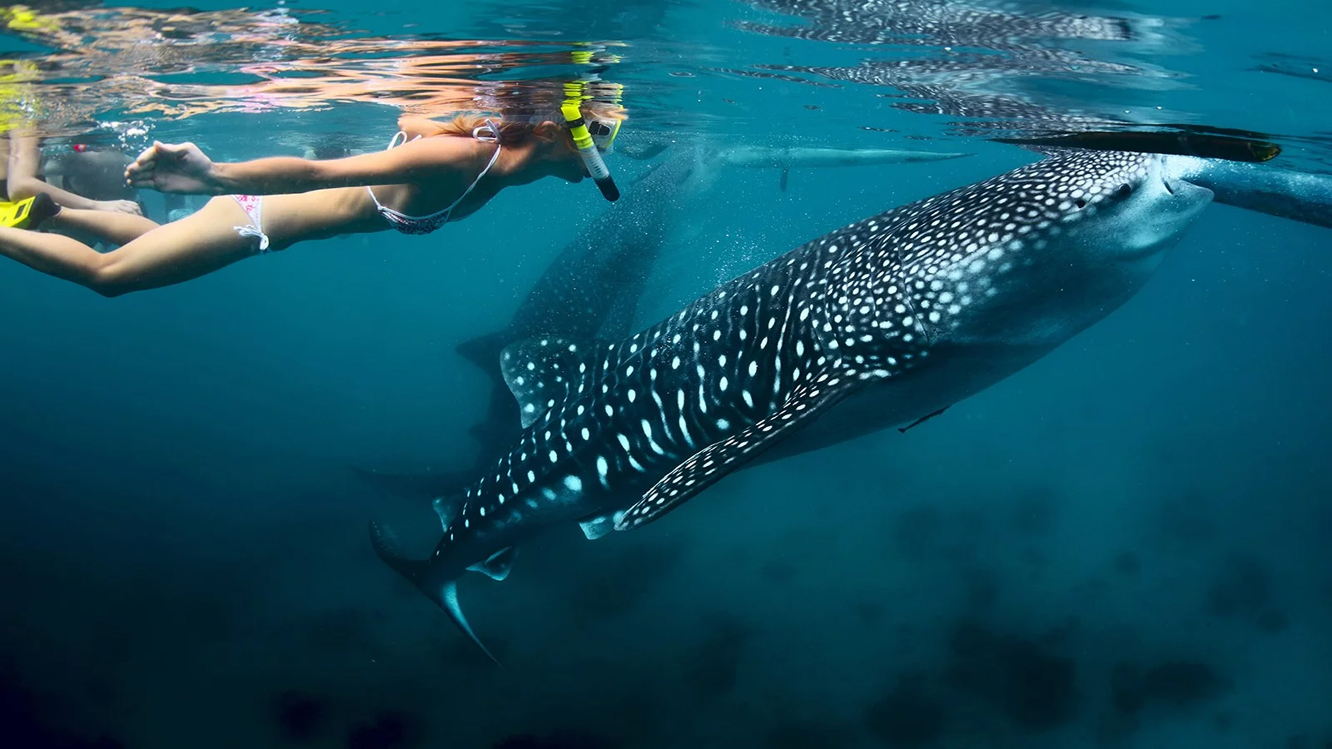 Whale Shark Swimming & Snorkeling in Mafia Island