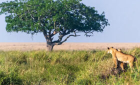 Why Tanzania is Perfect for Plant-Based Explorers