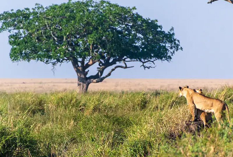 Why Tanzania is Perfect for Plant-Based Explorers