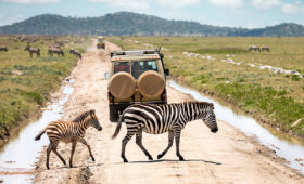 10-Day Best of Tanzania Wildlife Safari