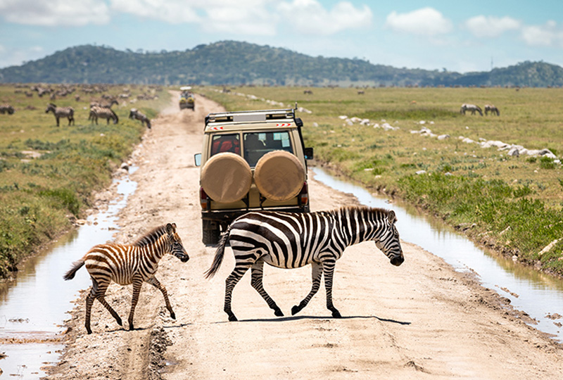10-Day Best of Tanzania Wildlife Safari