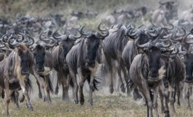 10-Day Budget Safari with Serengeti Migration