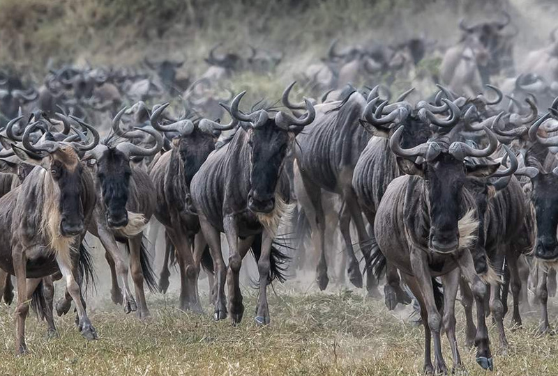 10-Day Budget Safari with Serengeti Migration
