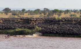 10-Day Great Migration River Crossing and Ngorongoro Safari