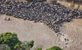 10-Day Great Migration and Mara River Crossing Expedition