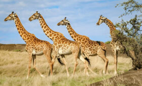 10-Day Tanzania Budget Safari Adventure