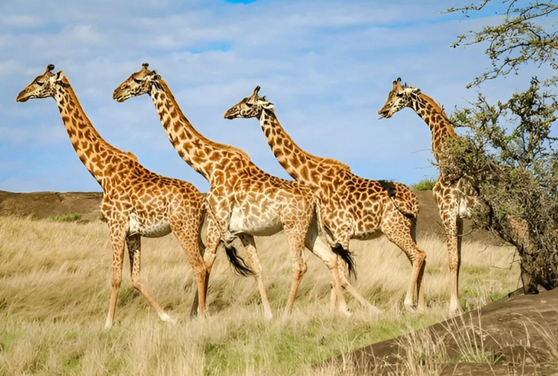 10-Day Tanzania Budget Safari Adventure