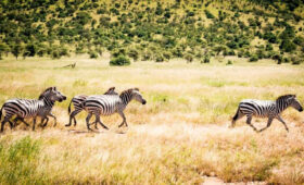10-Day Tanzania Safari Adventure