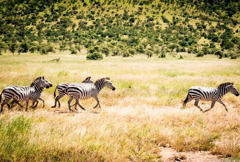 10-Day Tanzania Safari Adventure
