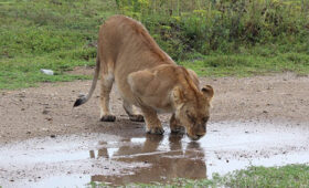10-Day Tanzania Wildlife Camping Expedition