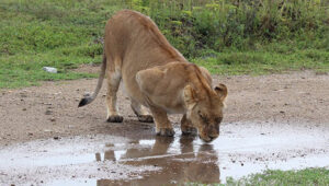 10-Day Tanzania Wildlife Camping Expedition