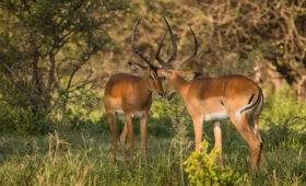 3-Day Tanzania Budget Safari from Arusha