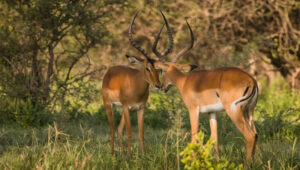 3-Day Tanzania Budget Safari from Arusha