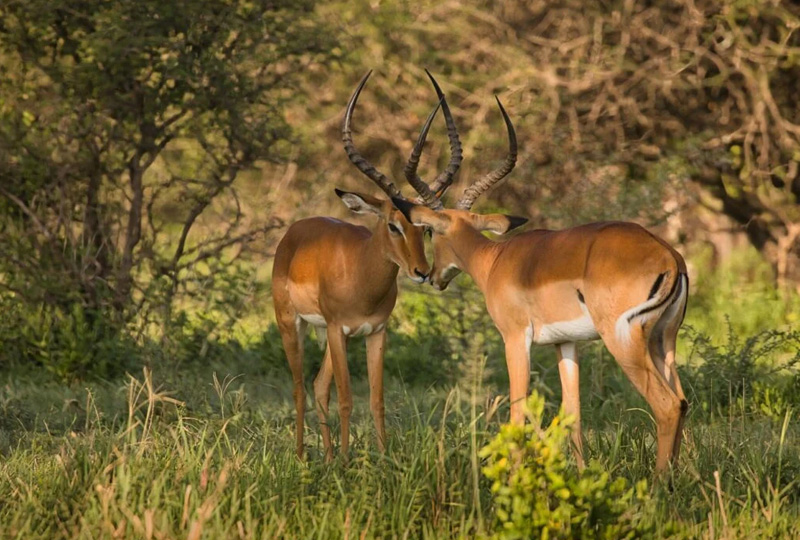 3-Day Tanzania Budget Safari from Arusha