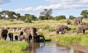 3-Day Tanzania Camping Safari -Tarangire & Ngorongoro