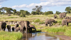3-Day Tanzania Camping Safari -Tarangire & Ngorongoro