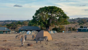 3-Day Tarangire-Manyara and Ngorongoro Camping Safari