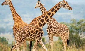 3-Day Tarangire & Ngorongoro Wildlife Safari