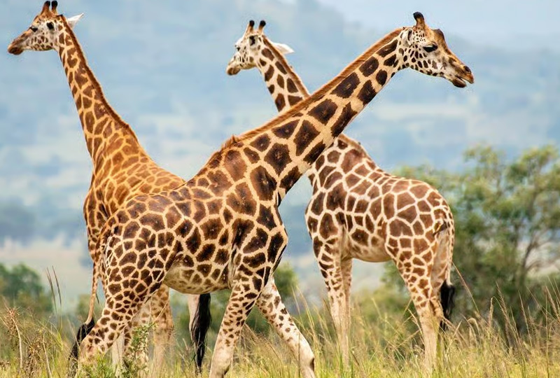 3-Day Tarangire & Ngorongoro Wildlife Safari