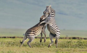 4-Day Northern Tanzania Wildlife Safari Itinerary