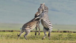 4-Day Northern Tanzania Wildlife Safari Itinerary