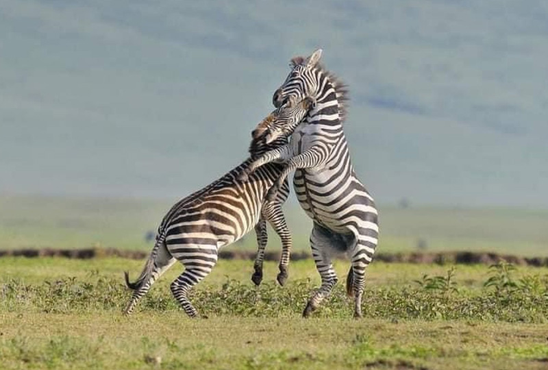 4-Day Northern Tanzania Wildlife Safari Itinerary