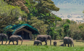 4-Day Serengeti Budget Camping Safari