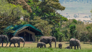 4-Day Serengeti Budget Camping Safari
