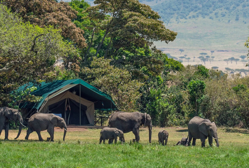 4-Day Serengeti Budget Camping Safari
