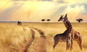 4-Day Tanzania Budget Safari Package