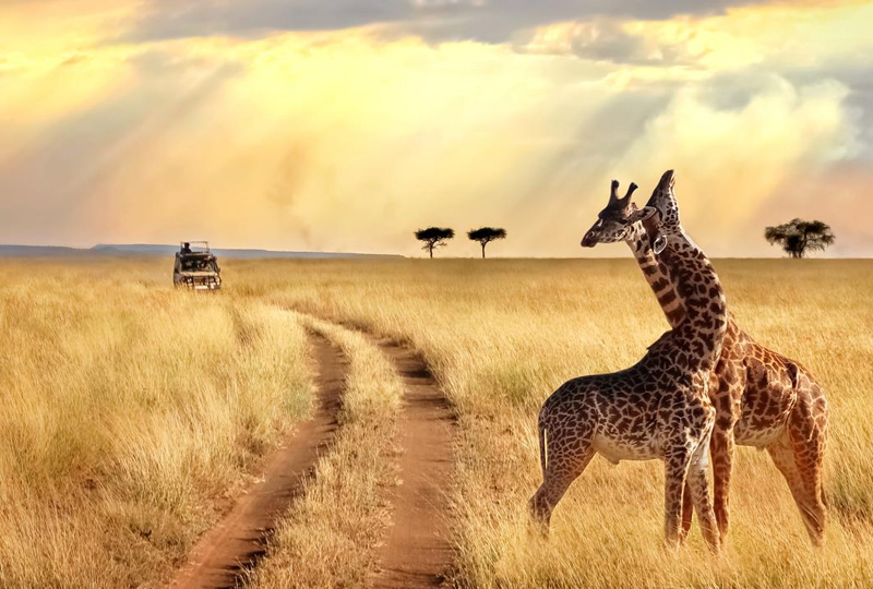 4-Day Tanzania Budget Safari Package