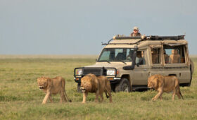 4-Day Tanzania Wildlife Safari from Arusha