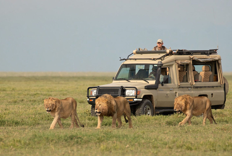 4-Day Tanzania Wildlife Safari from Arusha