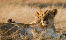 5-Day Affordable Tanzania Safari Itinerary