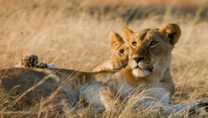 5-Day Affordable Tanzania Safari Itinerary