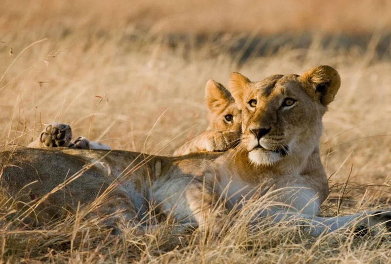 5-Day Affordable Tanzania Safari Itinerary